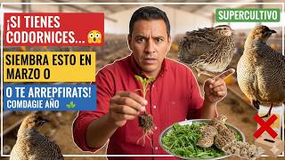 Si tienes codornices, siembra esto en marzo o lo vas a lamentar  comida gratis todo el año