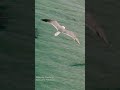 Woman at the beach in Florida doesn't notice the manatee that swam up and was looking at her.