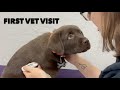 Puppys first vet visit 