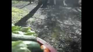 The Peoples Market Chunky Salad Recipe - Blooper