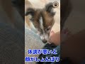 保護犬がご飯食べない時にチェックするポイント3選