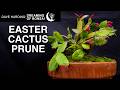 Easter Cactus Prune, April 2026