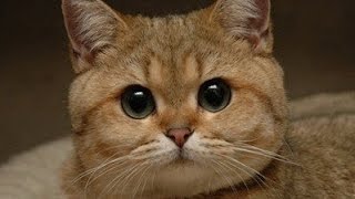 ШОК!!! Прислали КОШАЧЬЮ ГОЛОВУ! - распаковка посылки Aliexpress #12 ШОК!!! Прислали КОШАЧЬЮ ГОЛОВУ! - распаковка посылки Aliexpress #12