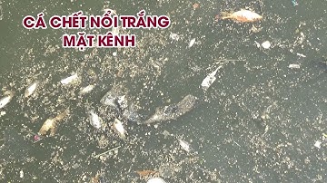 Cá ở kênh Nhiêu Lộc-Thị Nghè chết sau cơn mưa đầu mùa