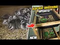 ASF Rat Breeding Update + New DIY Rat Rack Build
