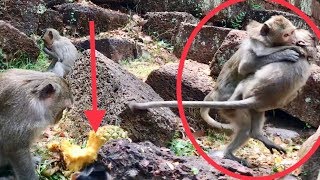 Look Very Pity, Crazy Monkey Fight So Bad Coz Pineapple Food.