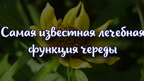 Самая известная лечебная функция череды