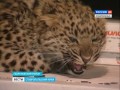 Купить леопардов в интернете
