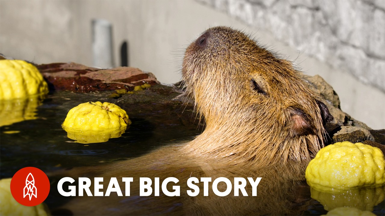 Get to Know the Capybara, the World's Biggest, Chillest Rodent