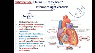 Internal Features of the Heart (Part 2) - The Ventricles