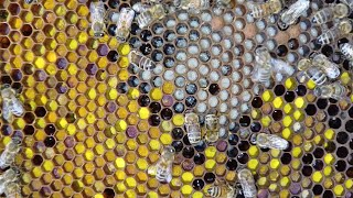 O zi calda cu polen si nectar, bag rame la ouat