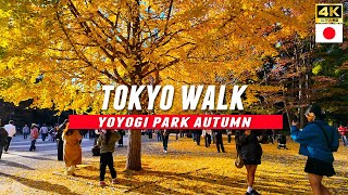 Japan travel / Tokyo Walk through Yoyogi Park Autumn Ginkgo Trees in Shibuya / 4K UHD