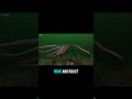 Octopus Biology Is Insane