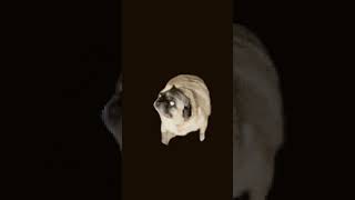 Pug dance