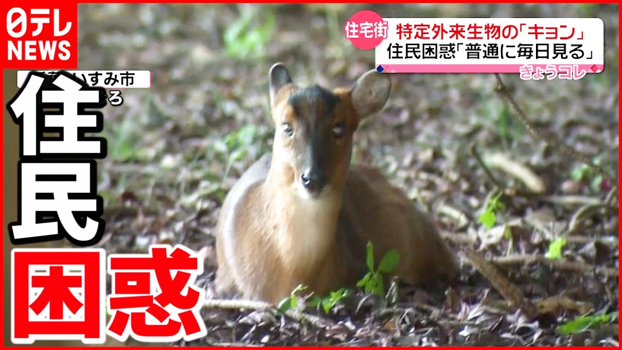 キョン 住宅街に連日出没 農業被害も Youtube