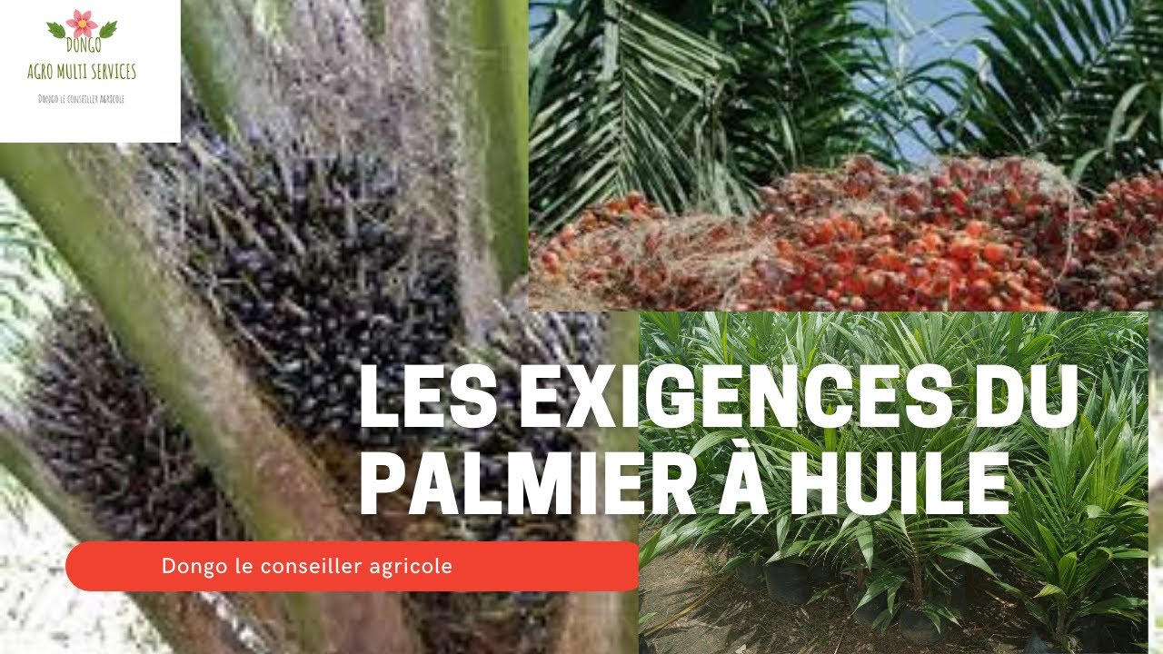Palmier A Huile 5 Lettres