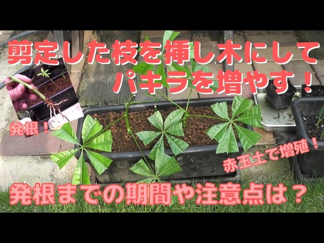 パキラ　お引き取り ガーデニング】剪定したパキラの枝葉を挿し木にしてパキラを増やす