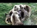 Mom bear (273) nursing and playing with her cubs. Brooks River. 21 September 2019