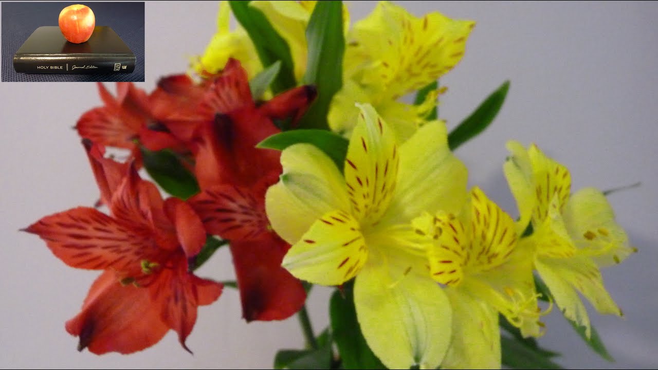 God can turn a curse into a blessing! A Bible study on the need for God's Word in your life!