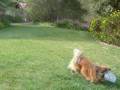 Tibetan Spaniel - Big Jump - Frisbee Catch (Tiffy) の動画、YouTube動画。