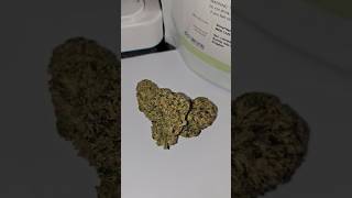 Sinceritas Medical T24 Runtz Azztecmedia has a look at new flowers 💯🍁🙏👽👊💚 North Masadiona stand up 👽