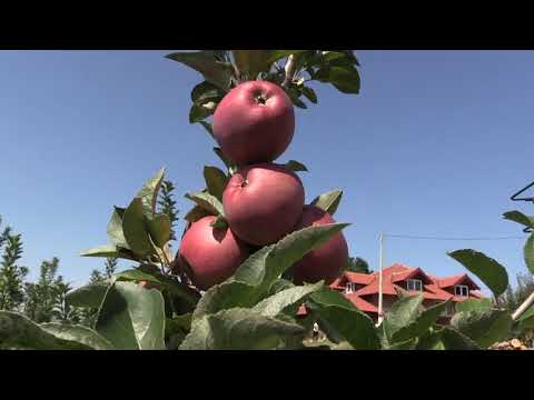 Video: Stablo Jabuke (21 Fotografija): Vrste Dvodomnih Stabala. Koliko Godina žive Domaće I Druge Jabuke? Njihov Opis. Gdje Rastu Jabuke? Šta Je To?