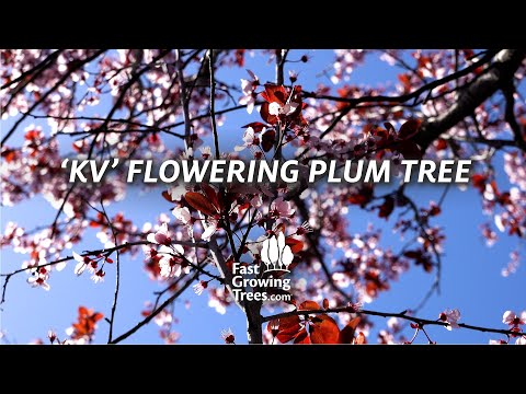 KV Flowering Plum Tree | FastGrowingTrees.com