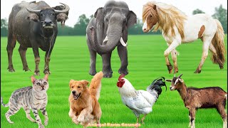Cute Farm Animal Sounds: Cow, Horse, Elephant, Pig, Cat, Chicken, Dog, Rabbit – Happy Animals screenshot 2