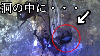 クワガタの中でも最大級の〇〇〇クワガタを発見！！【夏休み】