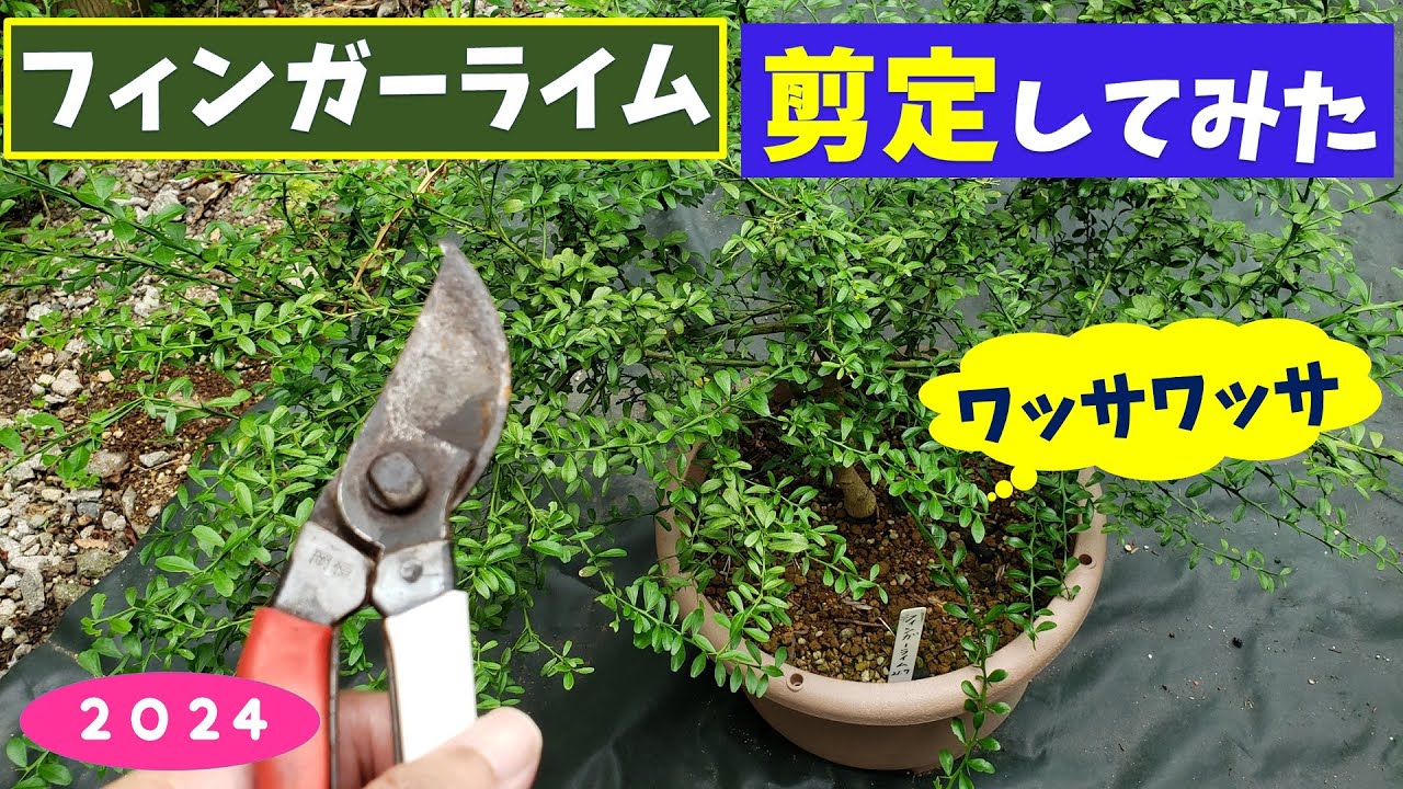 果樹栽培：フィンガーライムを剪定しました