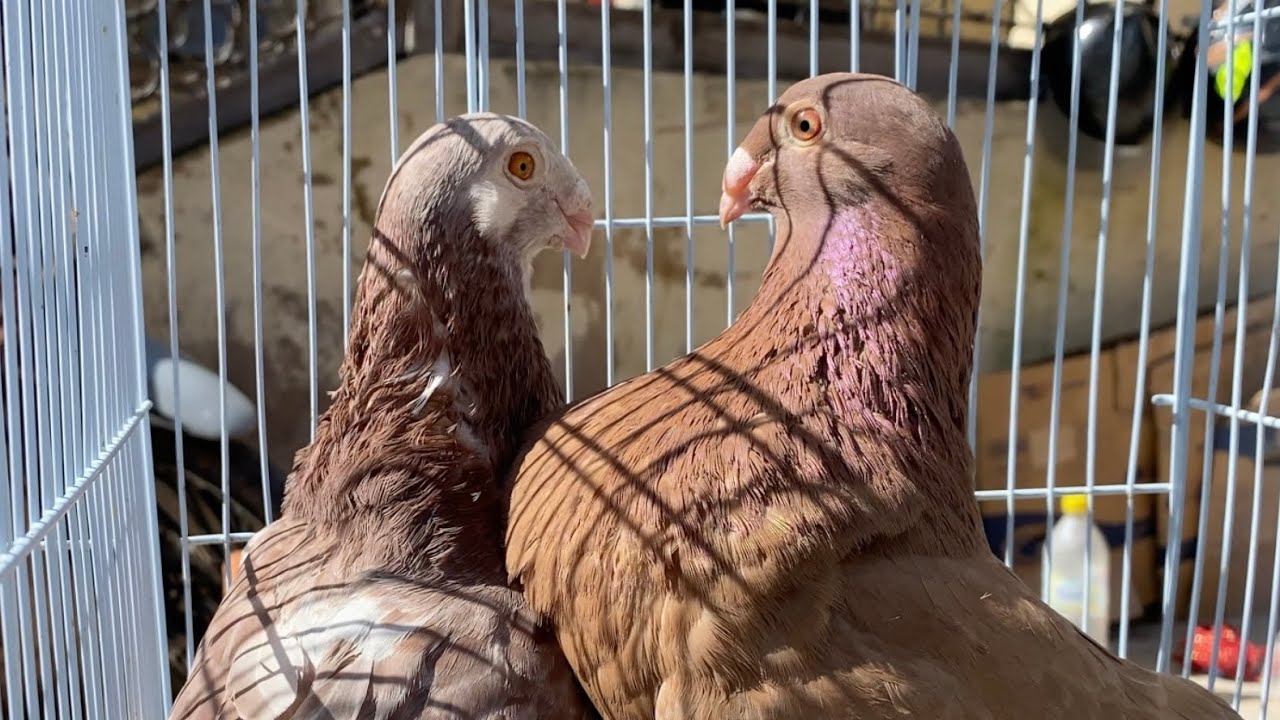 لوحش لودينو إسباني 🇪🇸🤯 | في سوق باب الكيسة فاس ✨