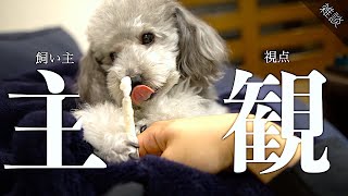 🐶飼い主からみた犬のガムかみかみ&雑談（最近のことについて）【トイプードルのグリィ】【犬】【dog】【toy poodle】