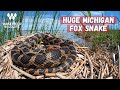 Huge Fox Snake! Herping Michigan