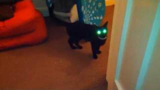 Cats Millie And Zozma