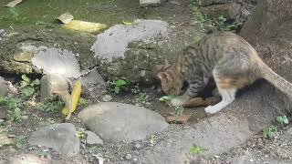 Kucing Makan Kadal Buntung