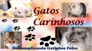 GATOS FOFOS E CARINHOSOS