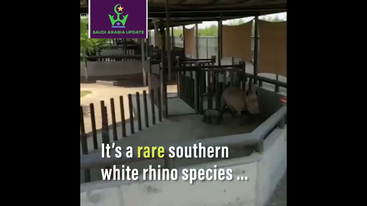 southern white rhino offers glimmer of hope for threatened species