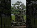 2026 Bonsai Exhibition – Stunning Masterpieces 😲 #shorts