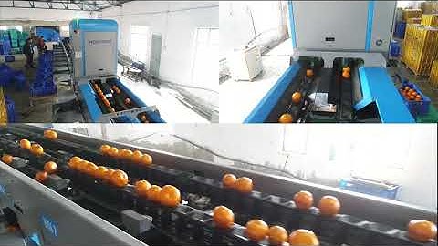 Orange Grading & Sorting I Hortisort | Fruit Grading I Kinnow grading and Waxing I