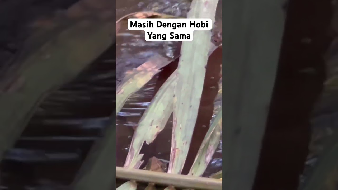 MANCINGSERU || Asik Mancing 