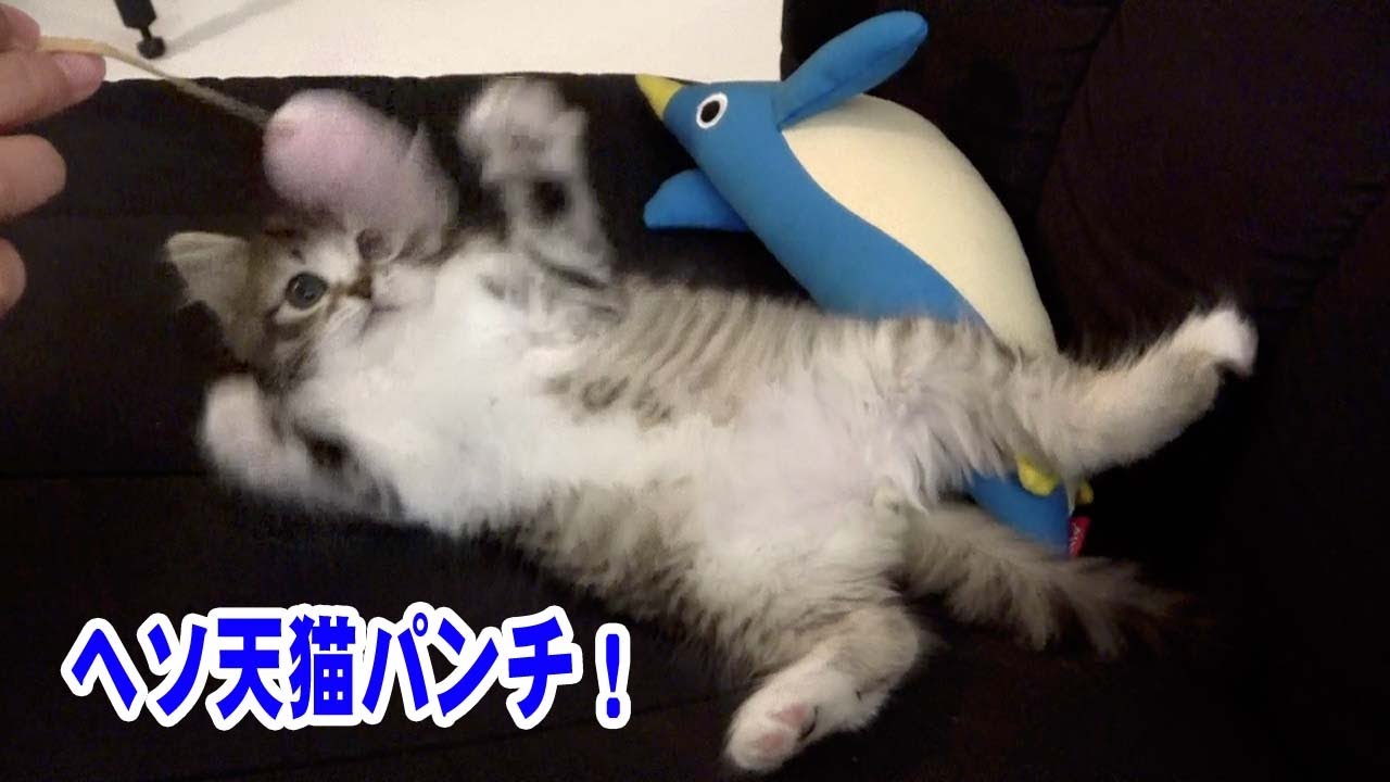 【子猫】ヘソ天猫パンチが可愛すぎる！【サイベリアン】【ハレちゃん】