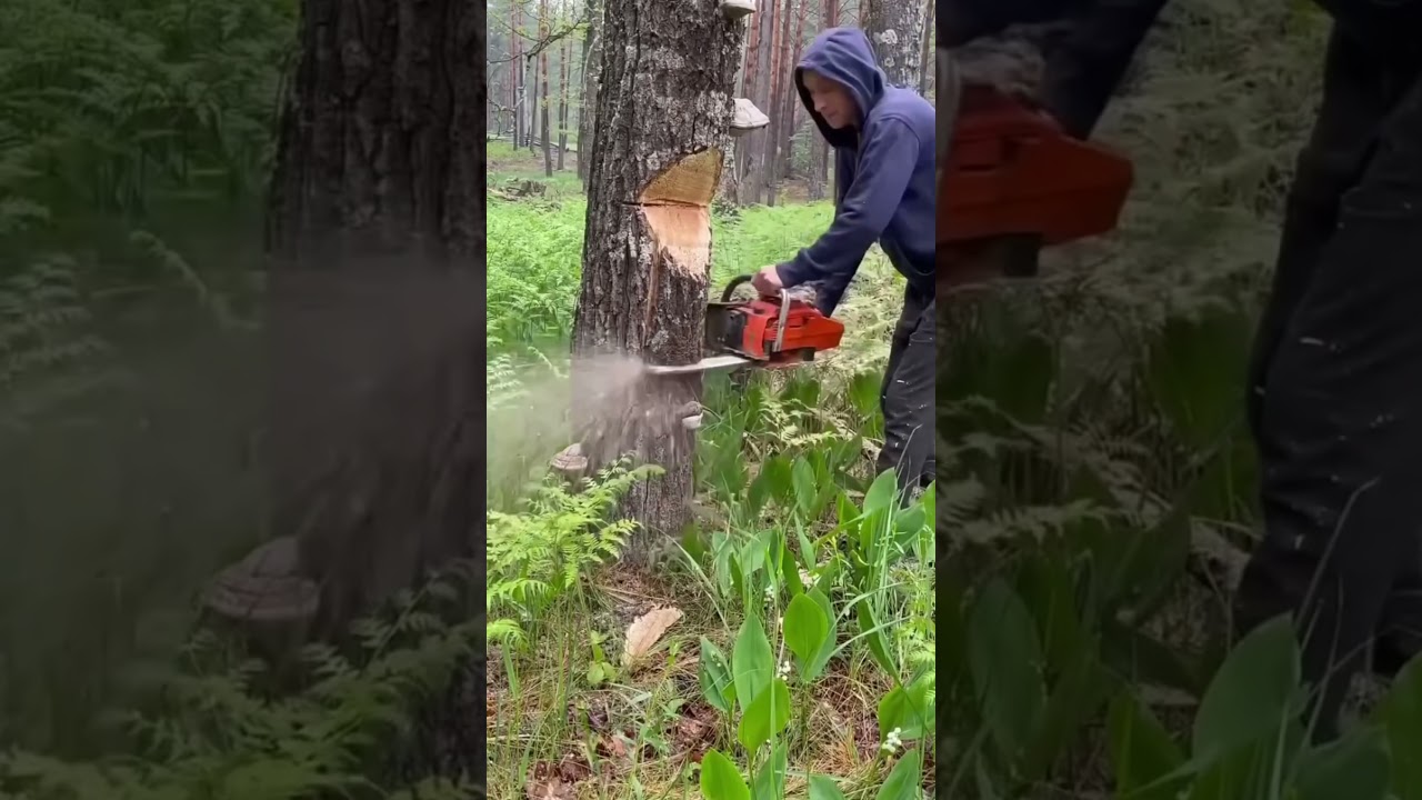 “Crazy Tree Cutting Trick That Controls the Fall Direction!”