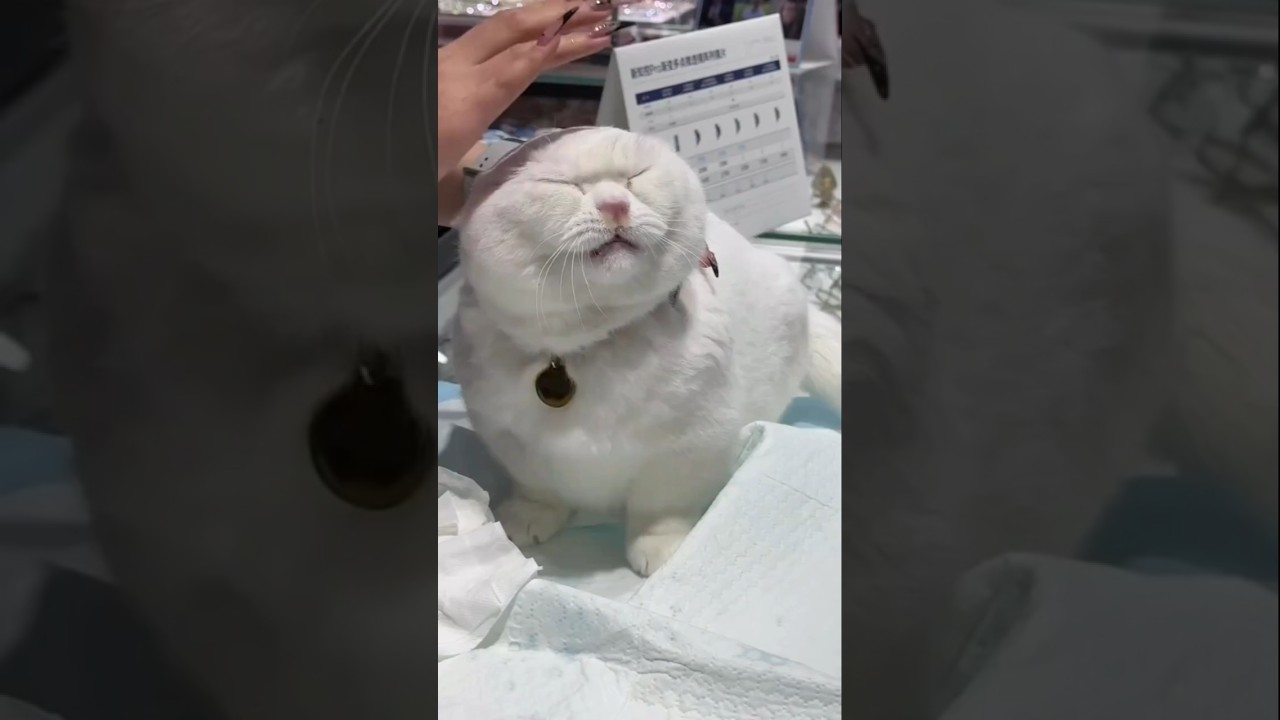 dramatic funny cat videos ep 10π€£π#ytshorts #shorts #cat#catvideos #funny dramatic funny cat videos ep 10π€£π#ytshorts #shorts #cat#catvideos #funny