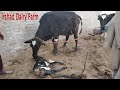 The cow has given birth to the first baby