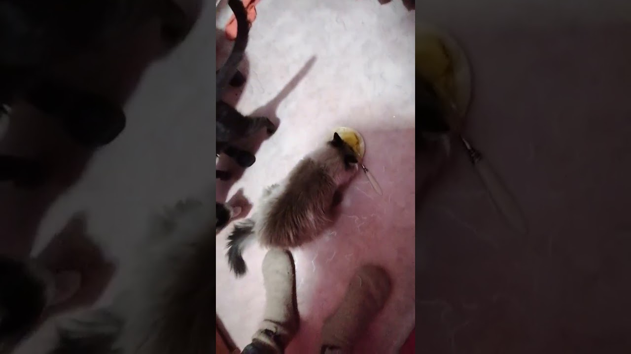 +1000р. Алексей Вячеславович Р. СПАСИБО!!! на Сбербанк 2202203654418625 Елена К. 4 февраля 2026г.