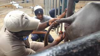 Bleeding buffalypso for brucellosis testing