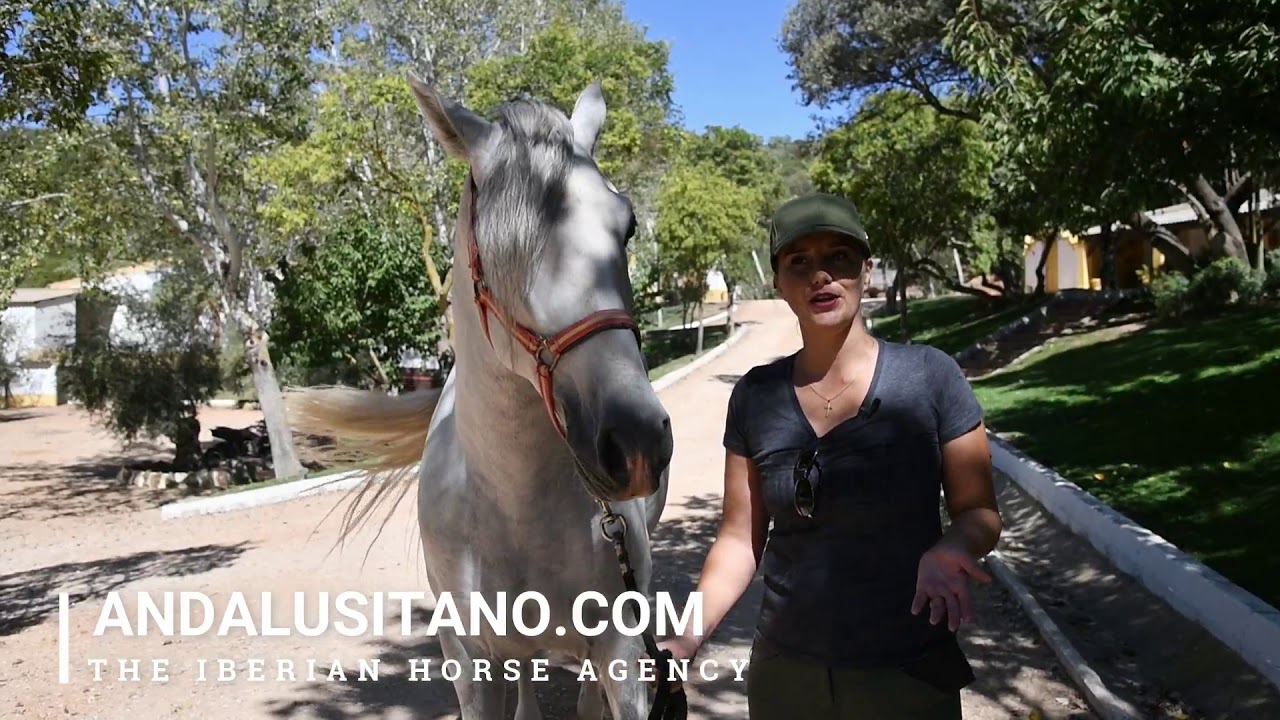 Welcome to me Sofie Gates and Andalusitano for your Andalusian horse buying experience.