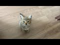 こねこがなかまになりたそうにこちらをみている！
