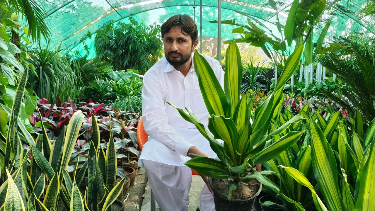 اپنے گارڈن کی لینڈ سپیکنگ کروانے کے لیے سردار محمد بلال نرسری فارم پر رابطہ کریں 03009483413