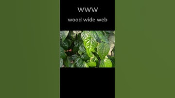 Trees EcoSystem Fun Facts